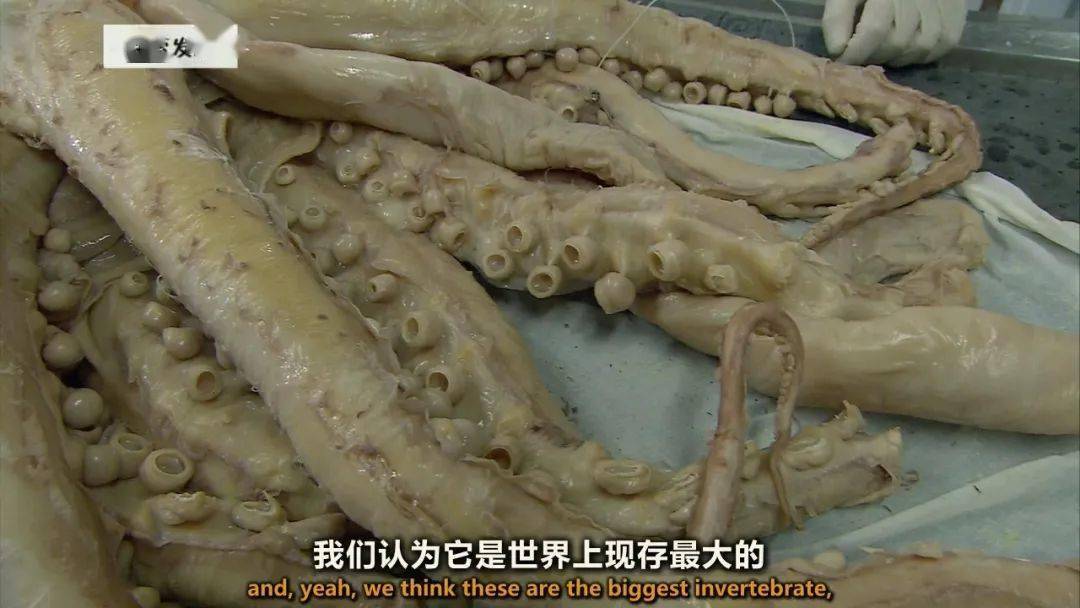 图说纪录片生命博物馆4