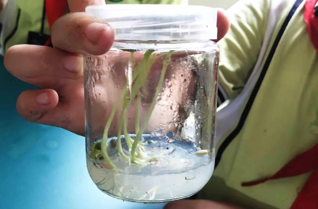 在临安,小学生还能到实验室里 "上大学"!_植物