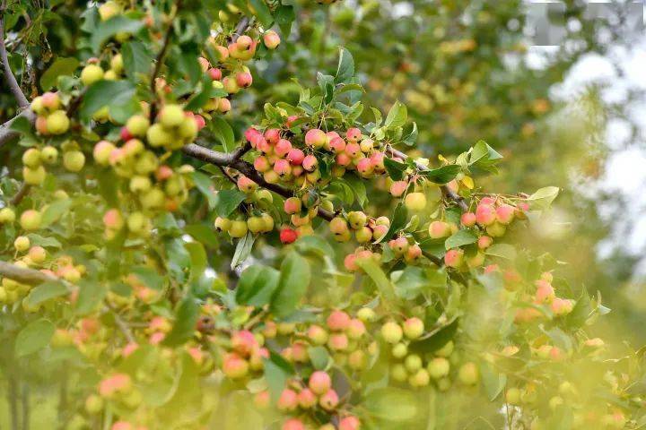 图片新闻 | 隆德4万亩金果树铺就致富路