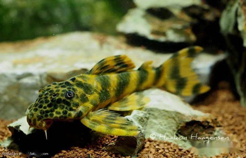 每天认识一种南美鱼101蛇纹美洲豹