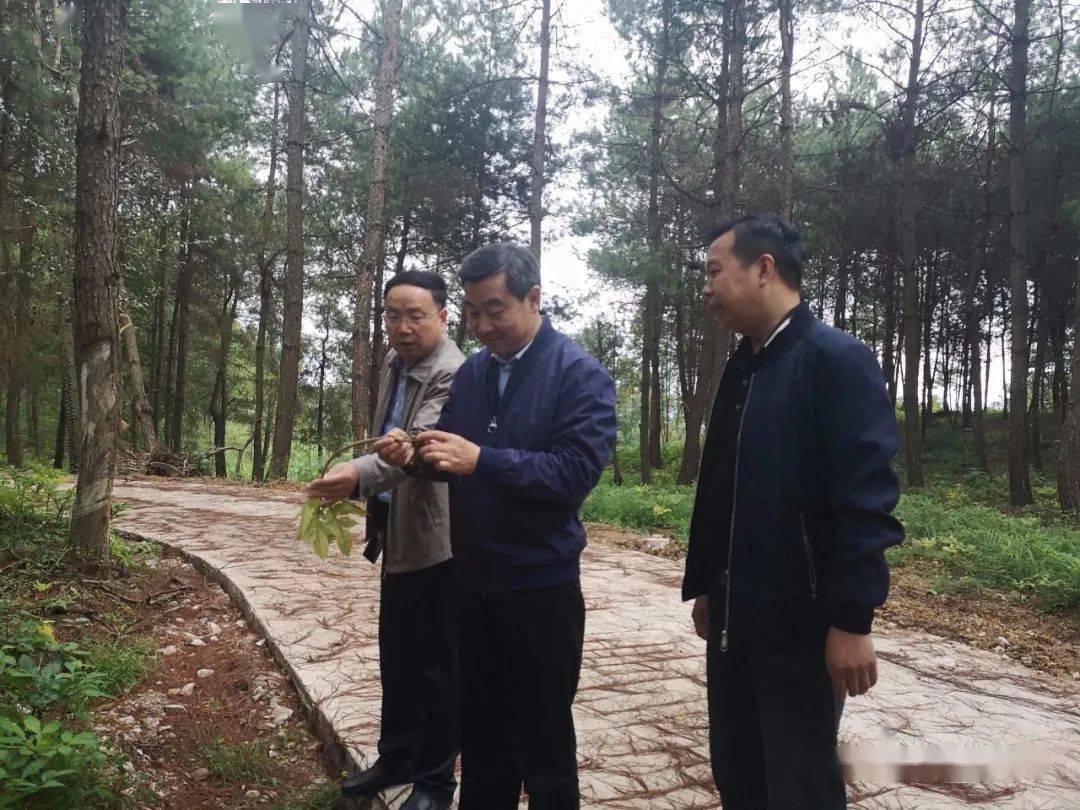 施秉县委书记肖俊到马号镇督导农村产业结构调整及秋粮抢收等工作