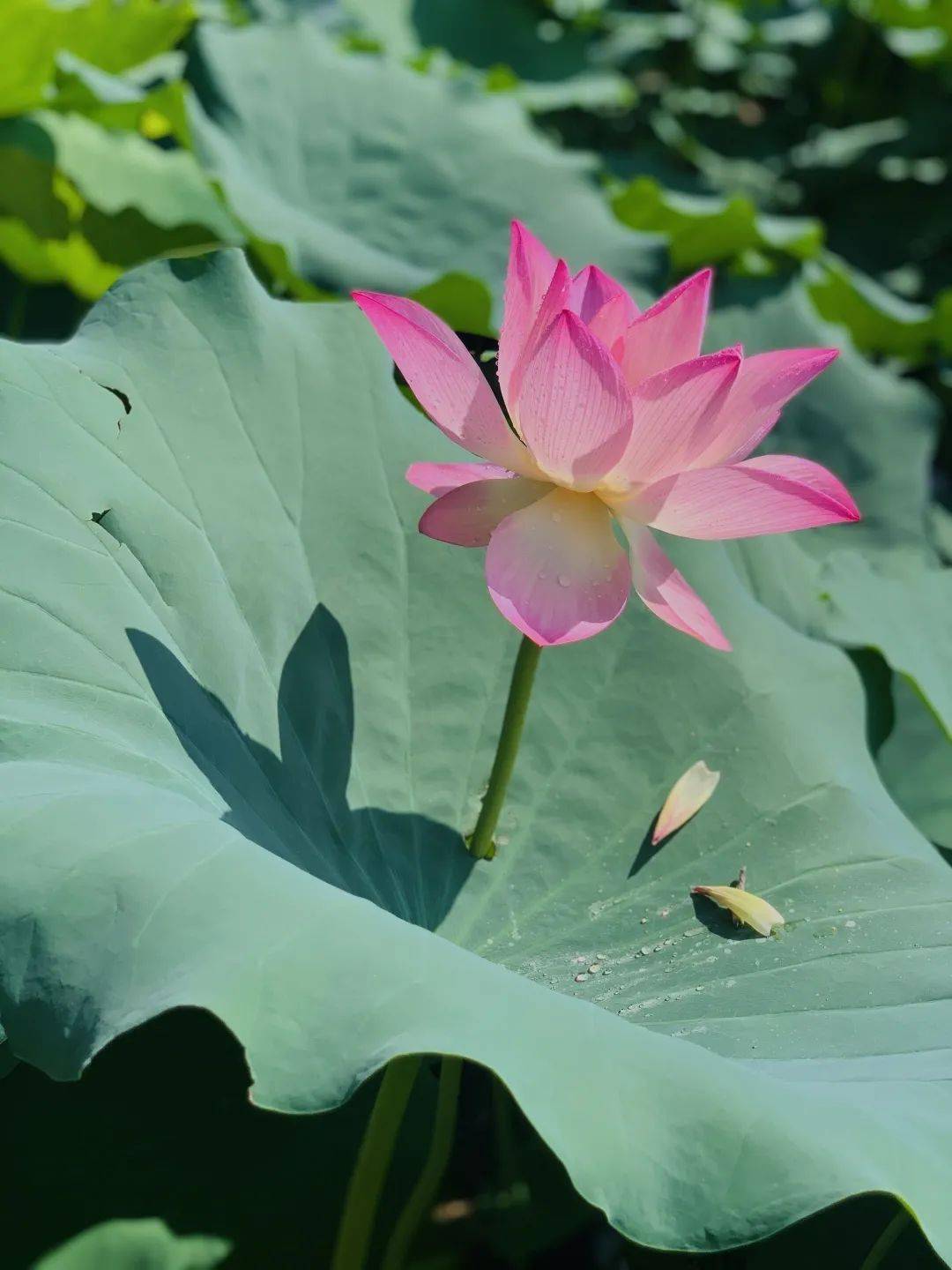 惊艳宝墨园的秋荷花开了太太太美了