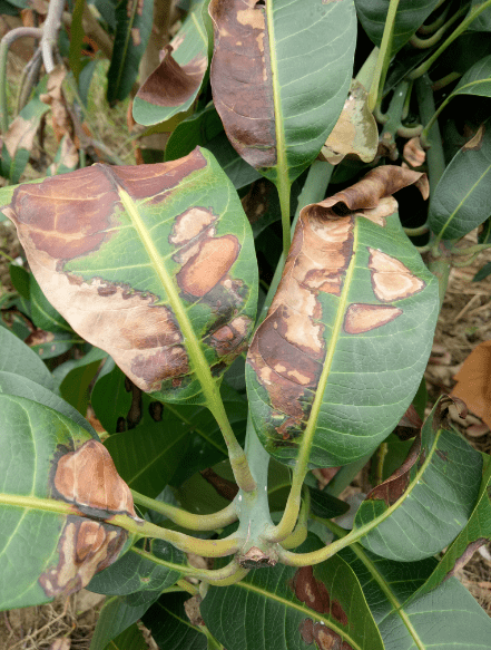 这些都是芒果炭疽病?你家果园这样吗?