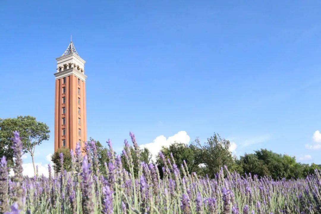 云南大学,到底有多美!_云大