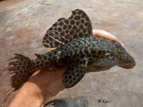 每天认识一种南美鱼|(102)苏里南大黄蜂_手机搜狐网