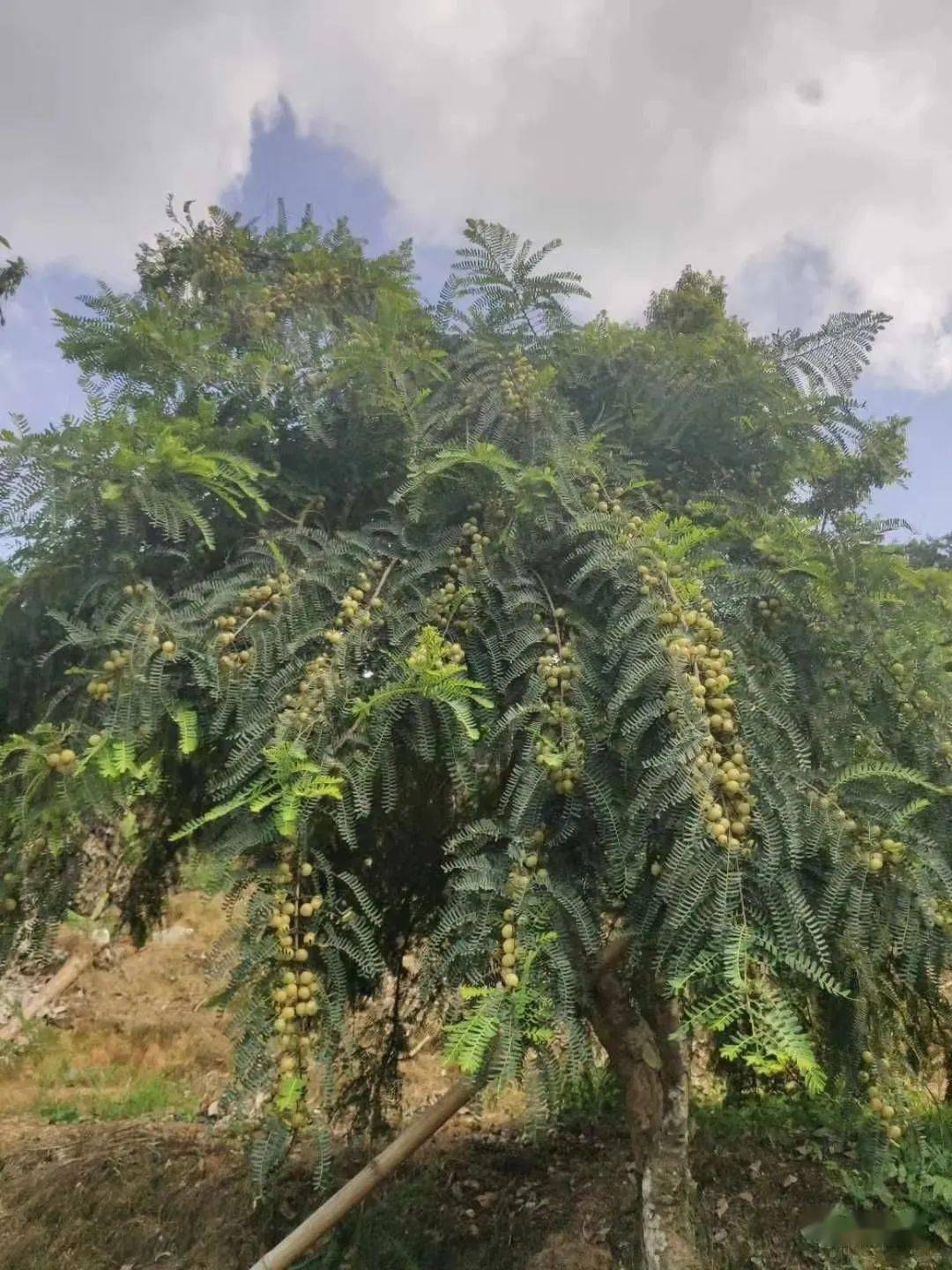 今年青山特产油柑丰收喜人新品种酥甘甜无渣赤皮油柑备受青睐