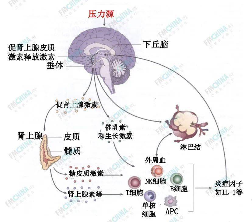 应激的影响,表现为th1型细胞向th2型细胞转换,使人体在某些感染中免疫