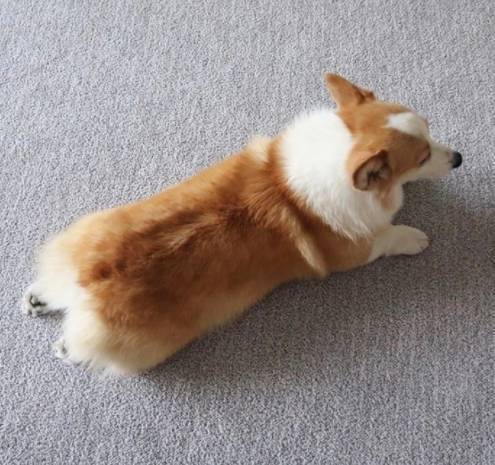 一只像烤面包的小柯基最美的拍照角度竟然是背影