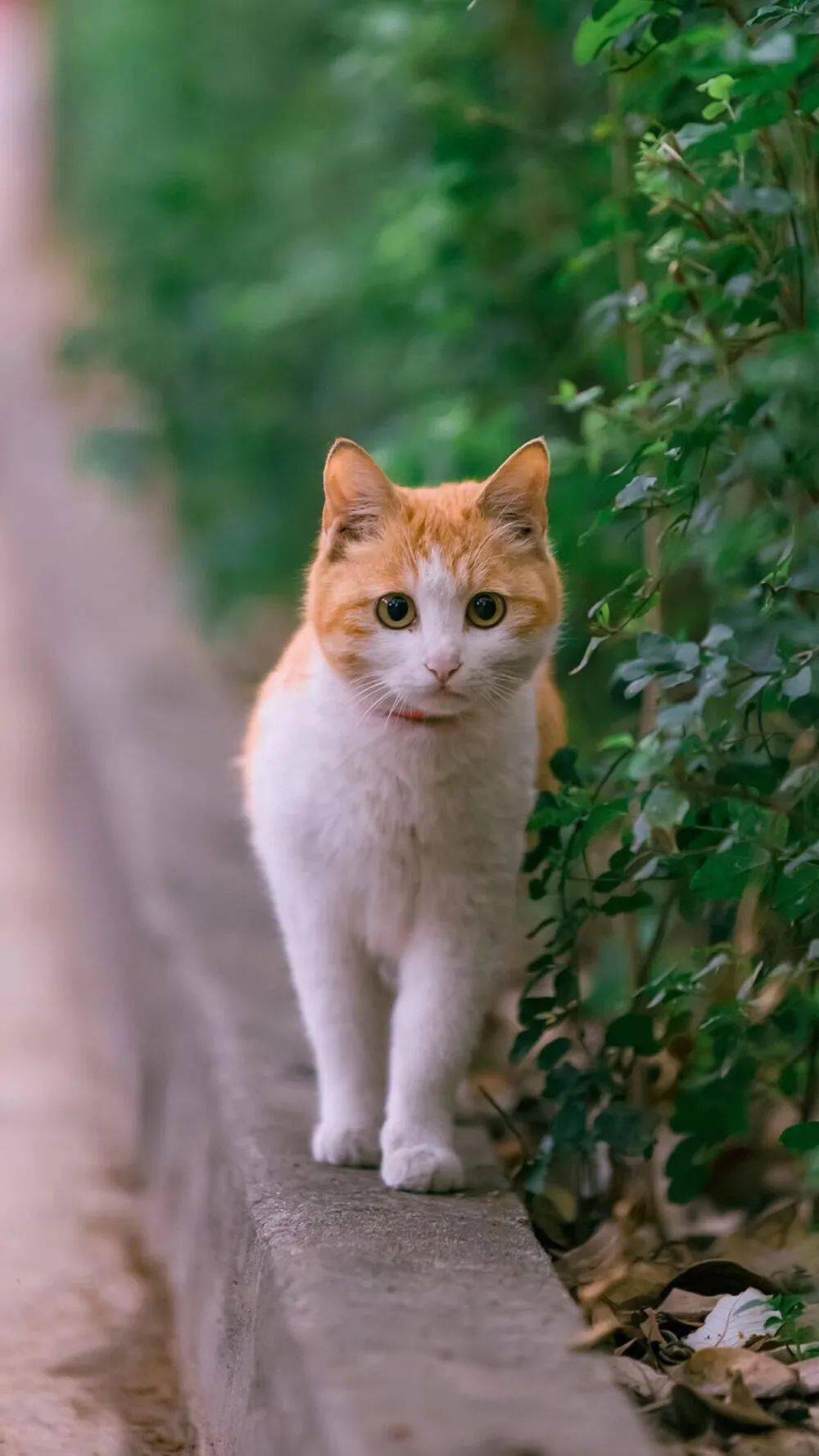 "有猫的日子会发光"_小咪