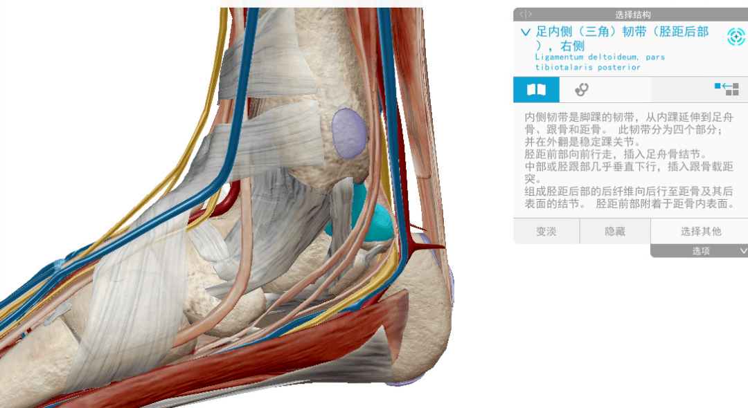 點擊查看更多訂閱內容> 足太陰之筋 ,起於大指之端內側,上結於內踝