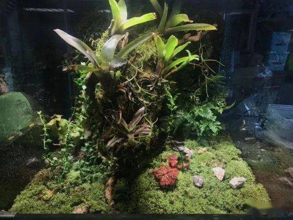 雨林缸里来养只蜥蜴吧!