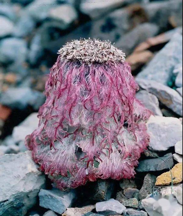 其实,雪莲和水母雪兔子都已经极其濒危,国家林草局发布的国家重点保护