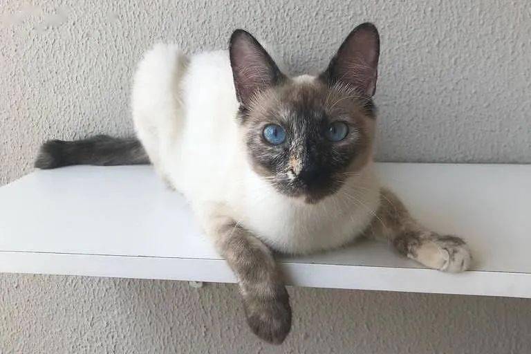 巴西宠物猫已达3000万只 喵星人成未来流行宠物