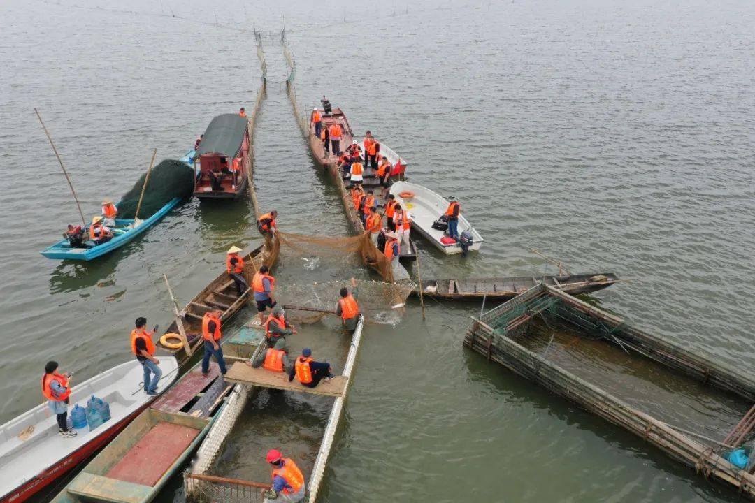 一网捞起万斤鱼!丰收节至,益阳沅江浩江湖上捕捞忙