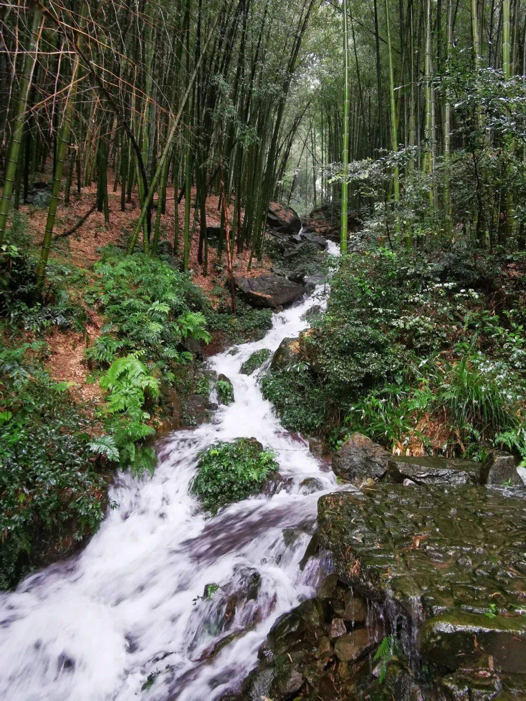探索秋意葛岭仙境与虹岭古道的山野烂漫