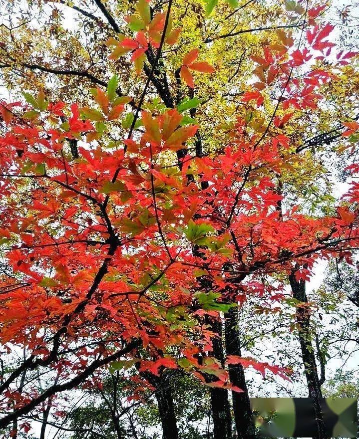 金秋賞景紅道巷賞秋遛腿休閒一日遊9月26日週六