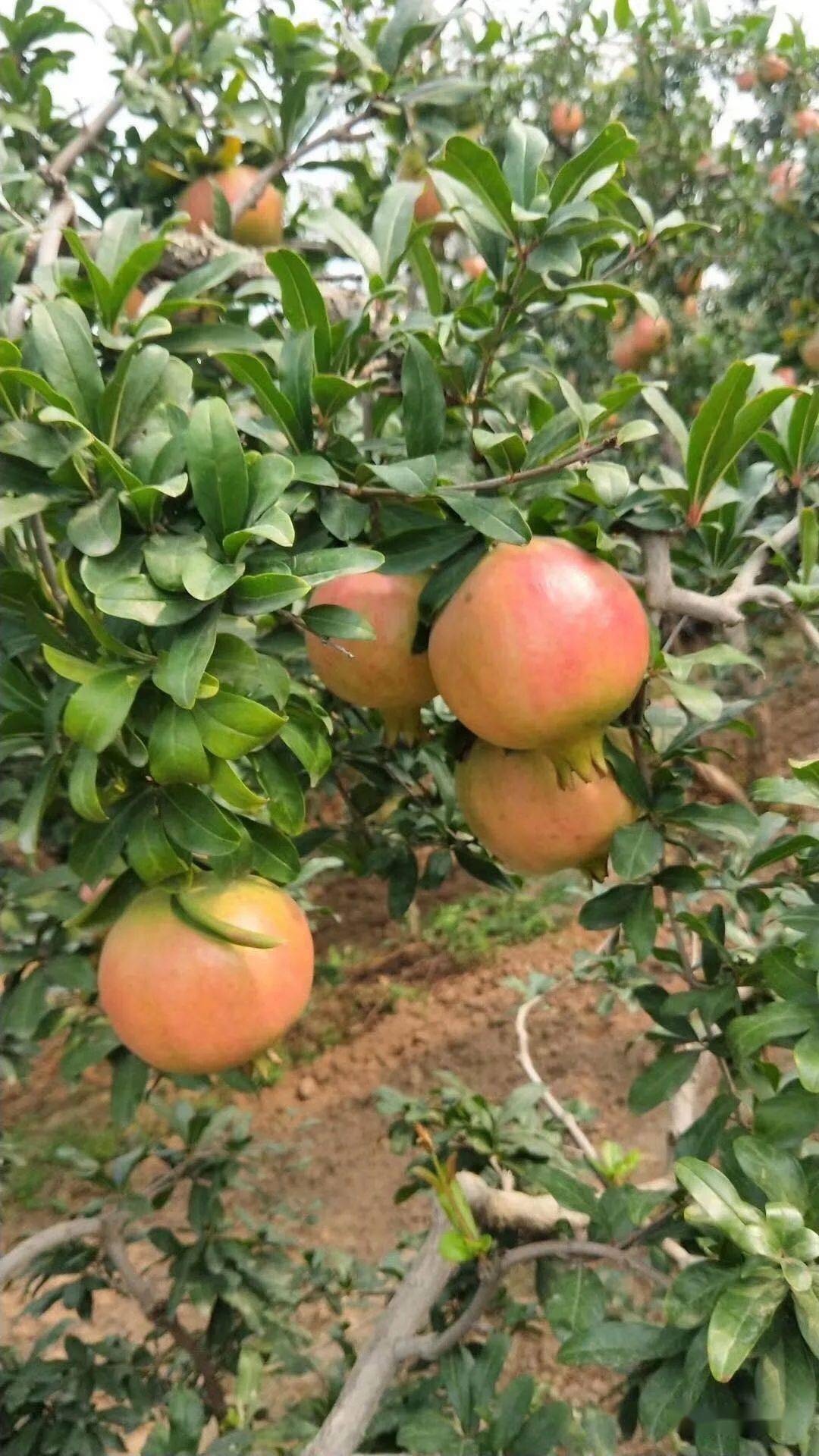 荥阳刘沟石榴种满坡