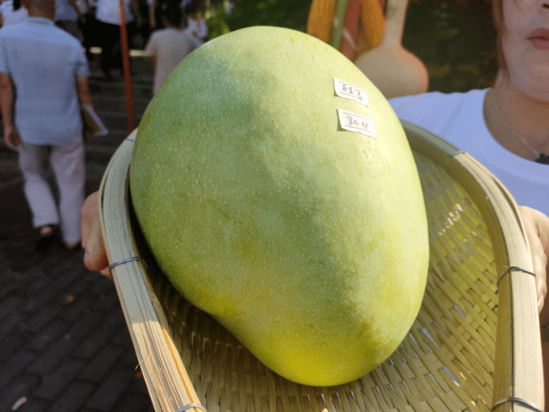 庆中国农民丰收节|米易评出"芒果王"!