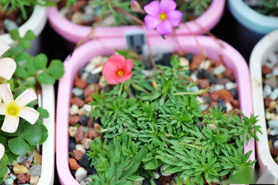 酢浆草已开200多种真的