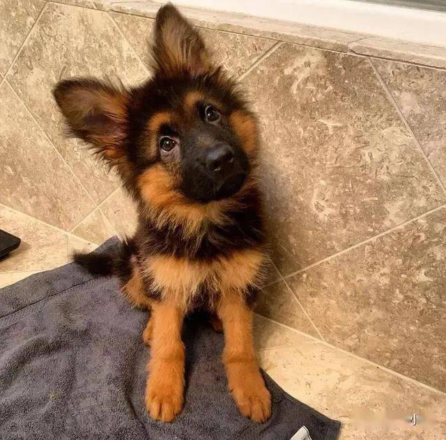 这德牧太萌了爱了爱了