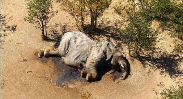 博茨瓦纳官方发布数百头大象离奇死亡原因