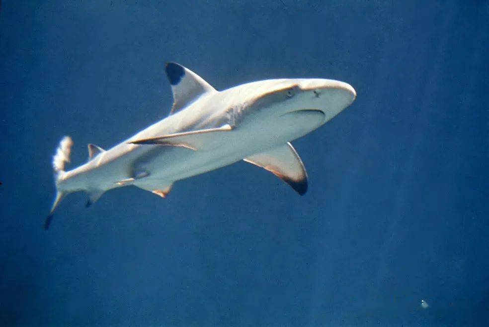 物种图册乌翅真鲨