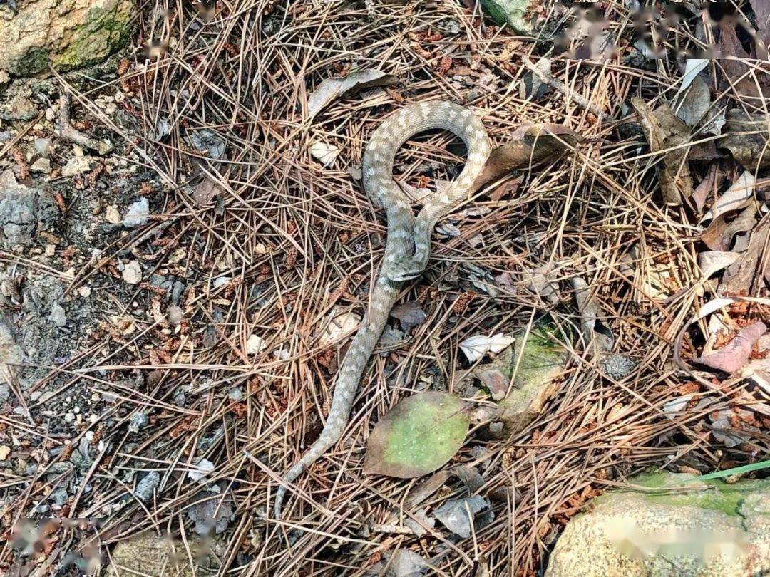 长岛蝮蛇(学名: agkistrodon )图源:绿会志愿者zc公民科学助推生物