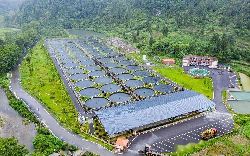 转载鱼欢水清贵州生态渔业两兼得