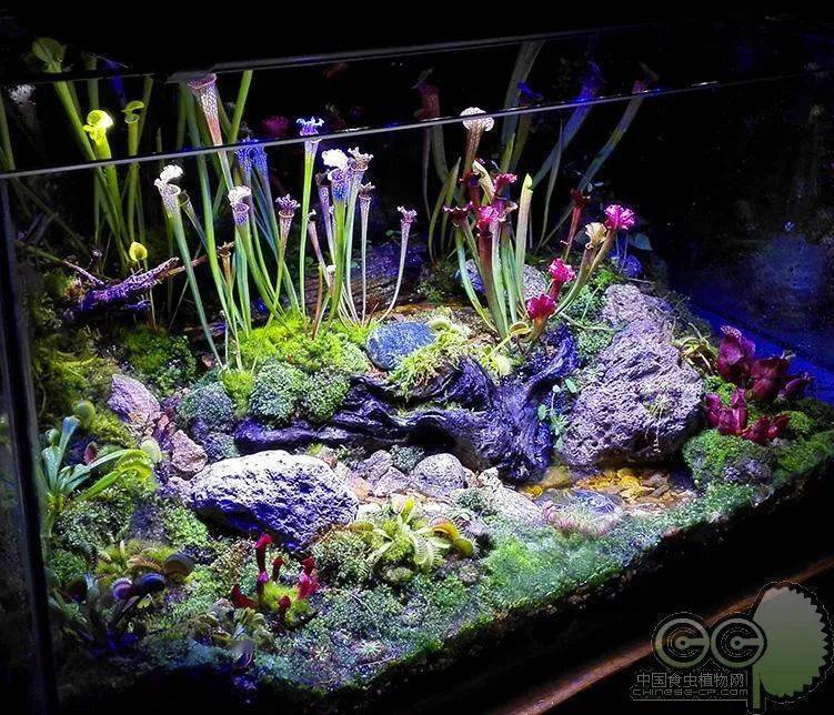 com以下图片来源:中国食虫植物网食虫沼泽缸的美图吧然后咱们一起再