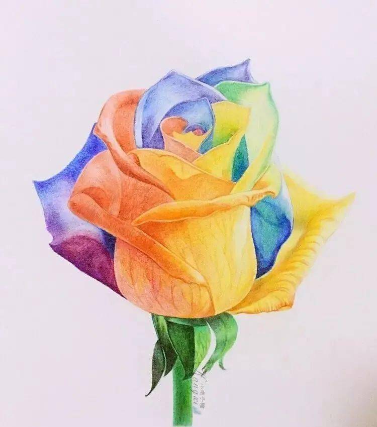 彩铅植物绘彩虹玫瑰