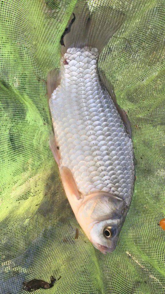 小试"青龙霸道",中大青!_青鱼