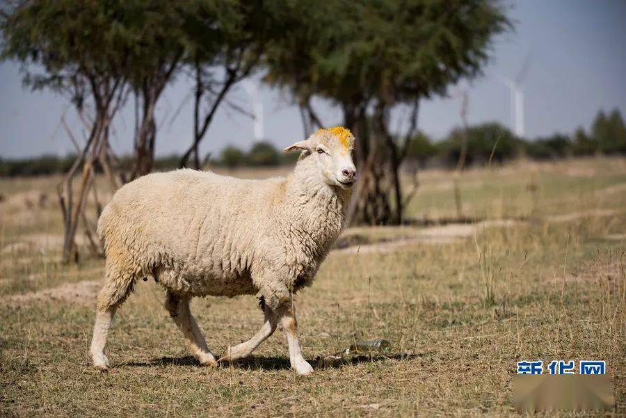 新华网 潘彬彬摄图为航拍金泰牧场内的茶卡羊.