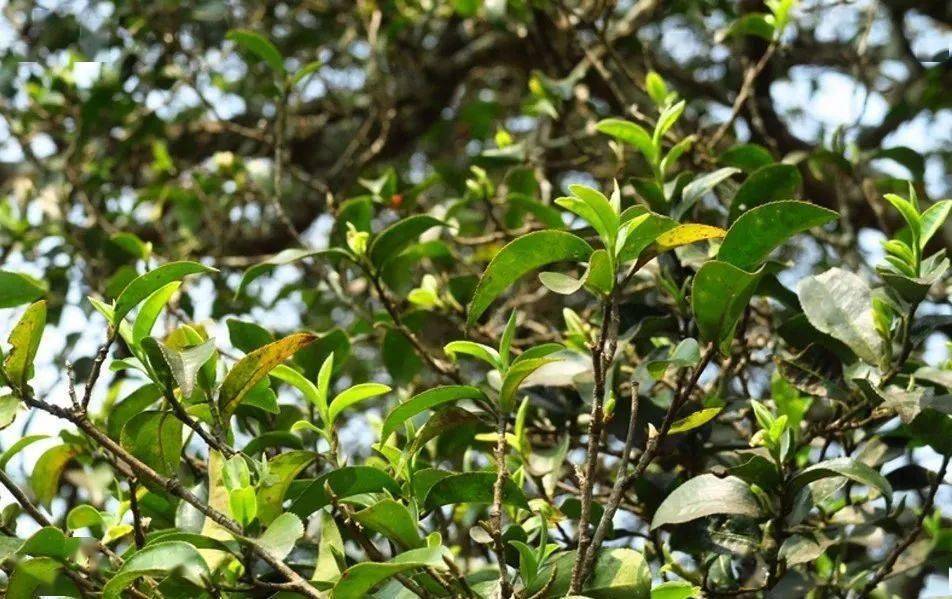 详解云南普洱困鹿山皇家古茶园