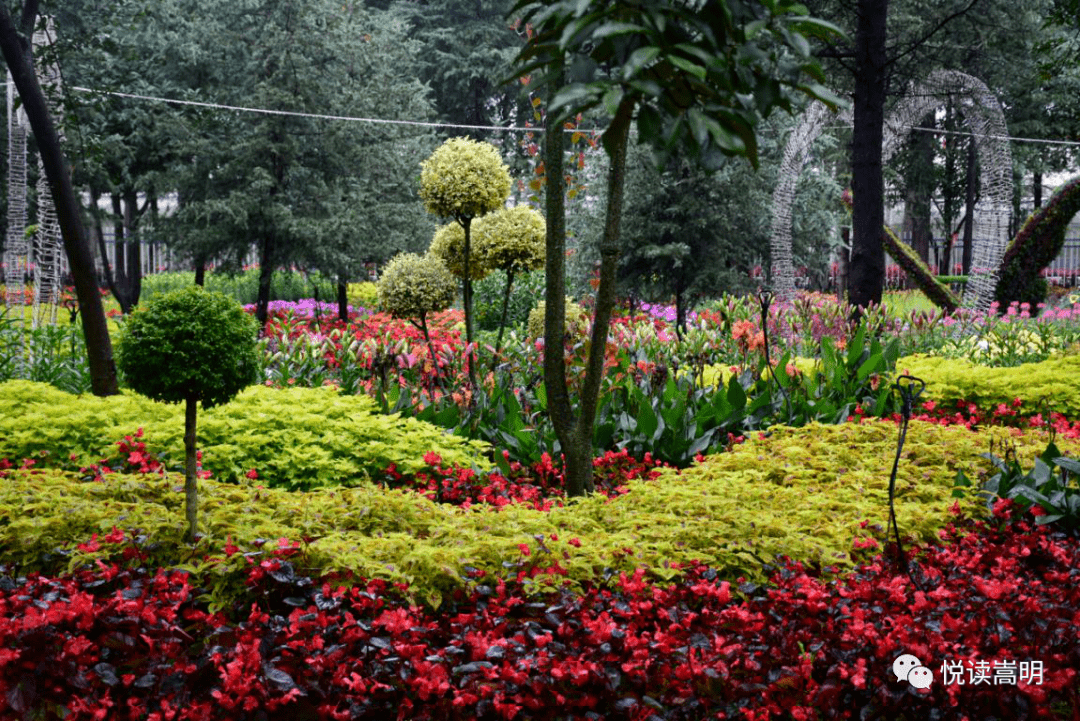 林下花仙子,等你来打卡!_手机搜狐网