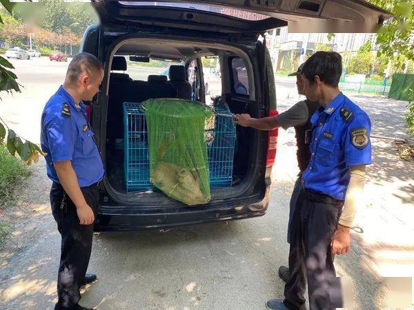 城管蜀黍出手了!爱它,就不要再让它流浪!_流浪狗