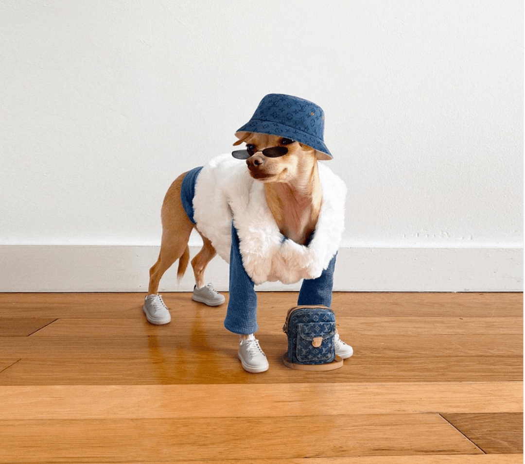 萌宠趣闻 | 67吉娃娃混种犬,创立了一个有性格的时尚品牌_boobie