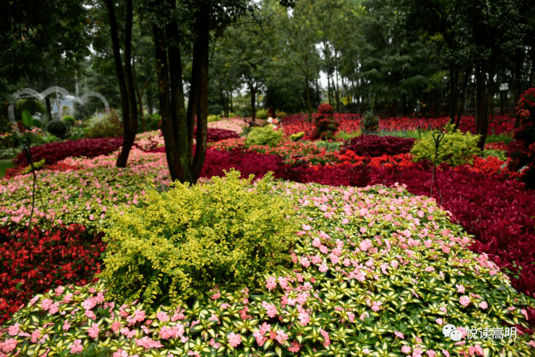 林下花仙子,等你来打卡!_手机搜狐网