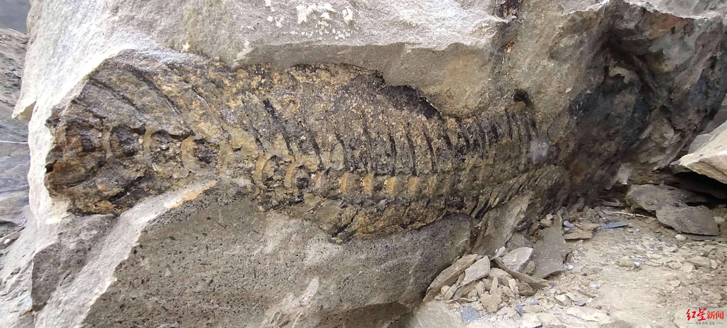 四川宜宾惊现远古化石专家初步鉴定为娃娃鱼祖先或属侏罗纪时代