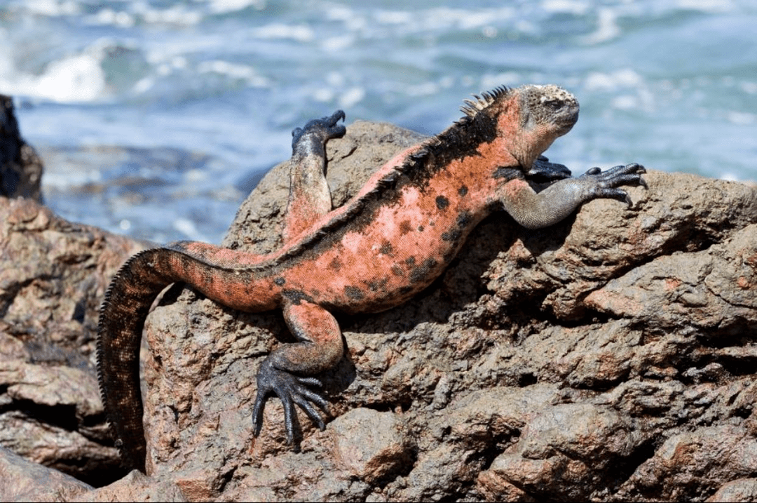 海鬣蜥,仅在科隆群岛上出没,不同的岛屿海蜥蜴的大小也不一样.