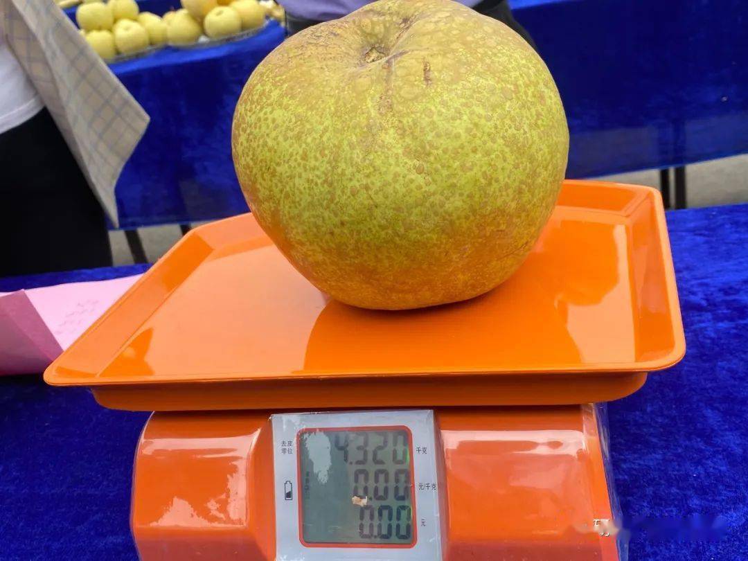 "梨王"来了,砀山今年最甜的梨竟然是这个!