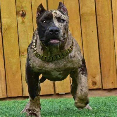 那些硬汉们心中的猛犬,另一面竟然是这样?_手机搜狐网