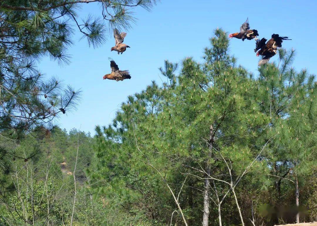 讲述丨看着满满一盆鸡蛋我也跟着快乐起来