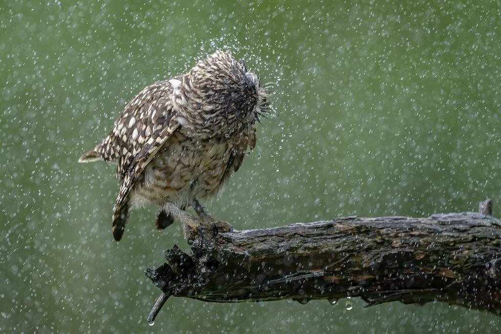 荷兰:穴鸮雨中淋浴 展翅扭头表情陶醉