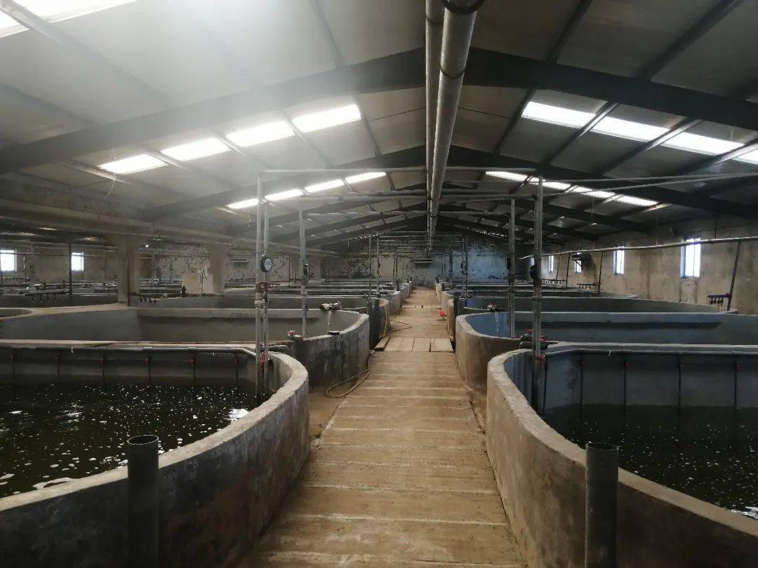 两造虾净赚1000万!7000平出46万斤虾,100%成功,没有一个废池,他养虾就