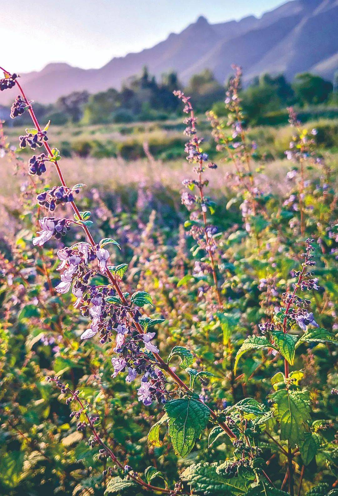 济源冬凌草荣获国家农产品地理标志保护