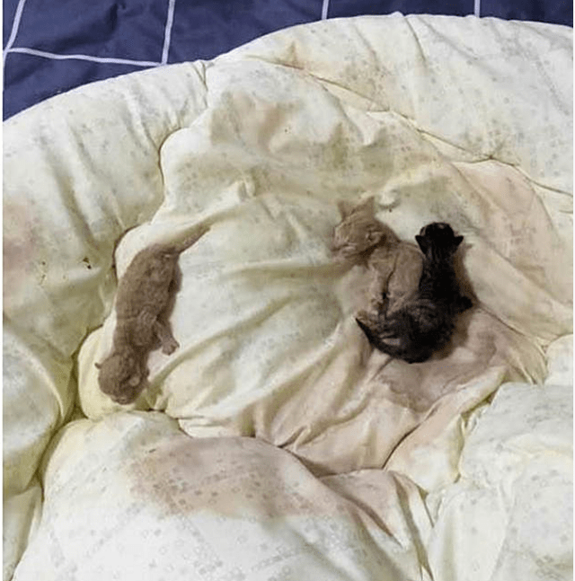 被子被猫咪弄脏,女子正要发火,掀开一看后竟转怒为喜了!