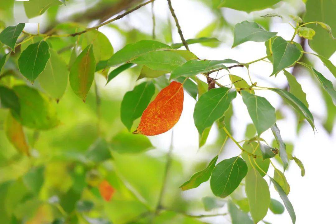 长沙市的市树居然有这么多种颜色