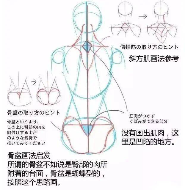 男女背部結構的區別畫法教你正確掌握人體結構的畫法