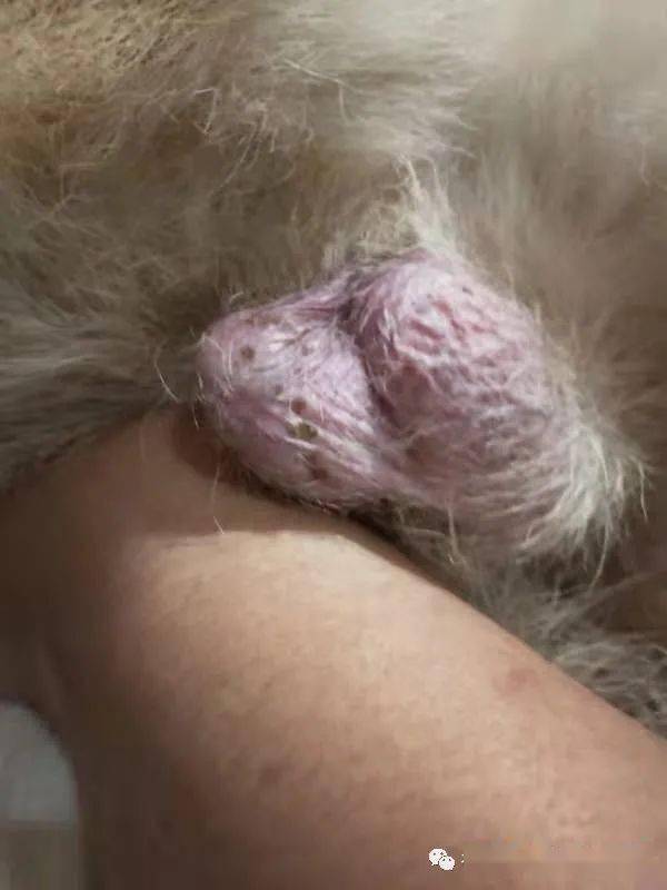 狗狗睾丸炎的症状图图片
