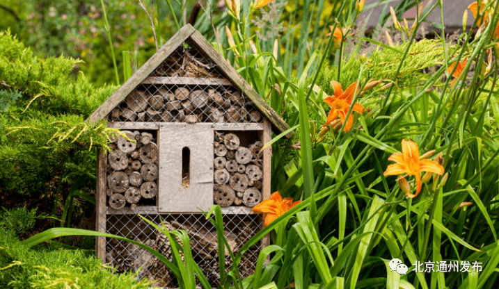 图片来自网络"比如搭建一些昆虫旅馆,本杰士堆,或者种些玉米,小麦,给